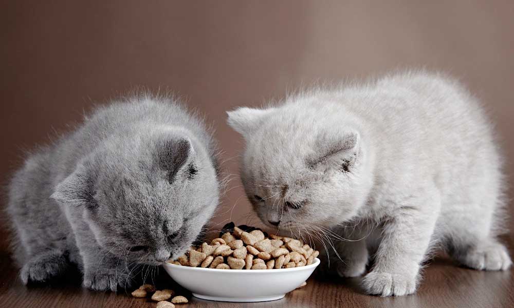 Преимущества готового корма для кошек
